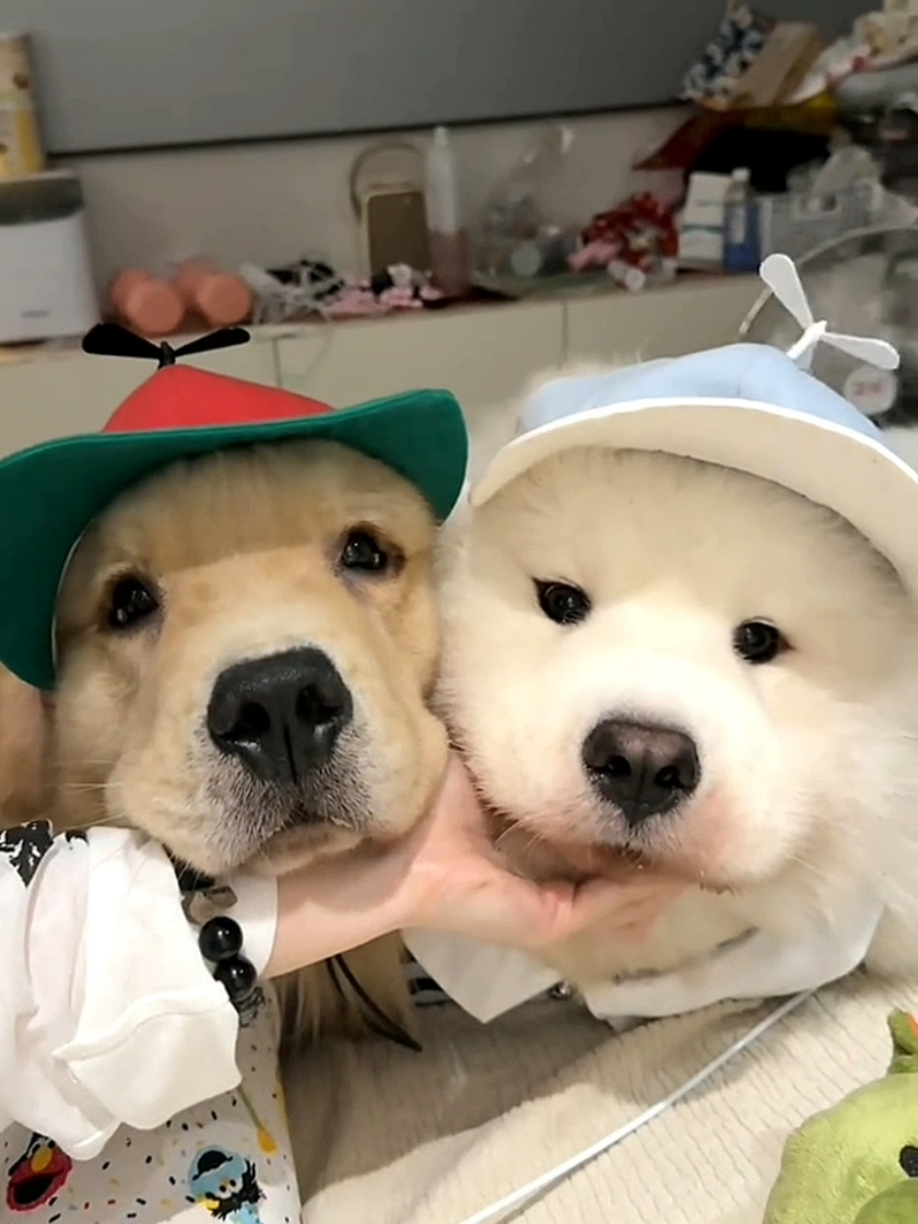 @Golden fam