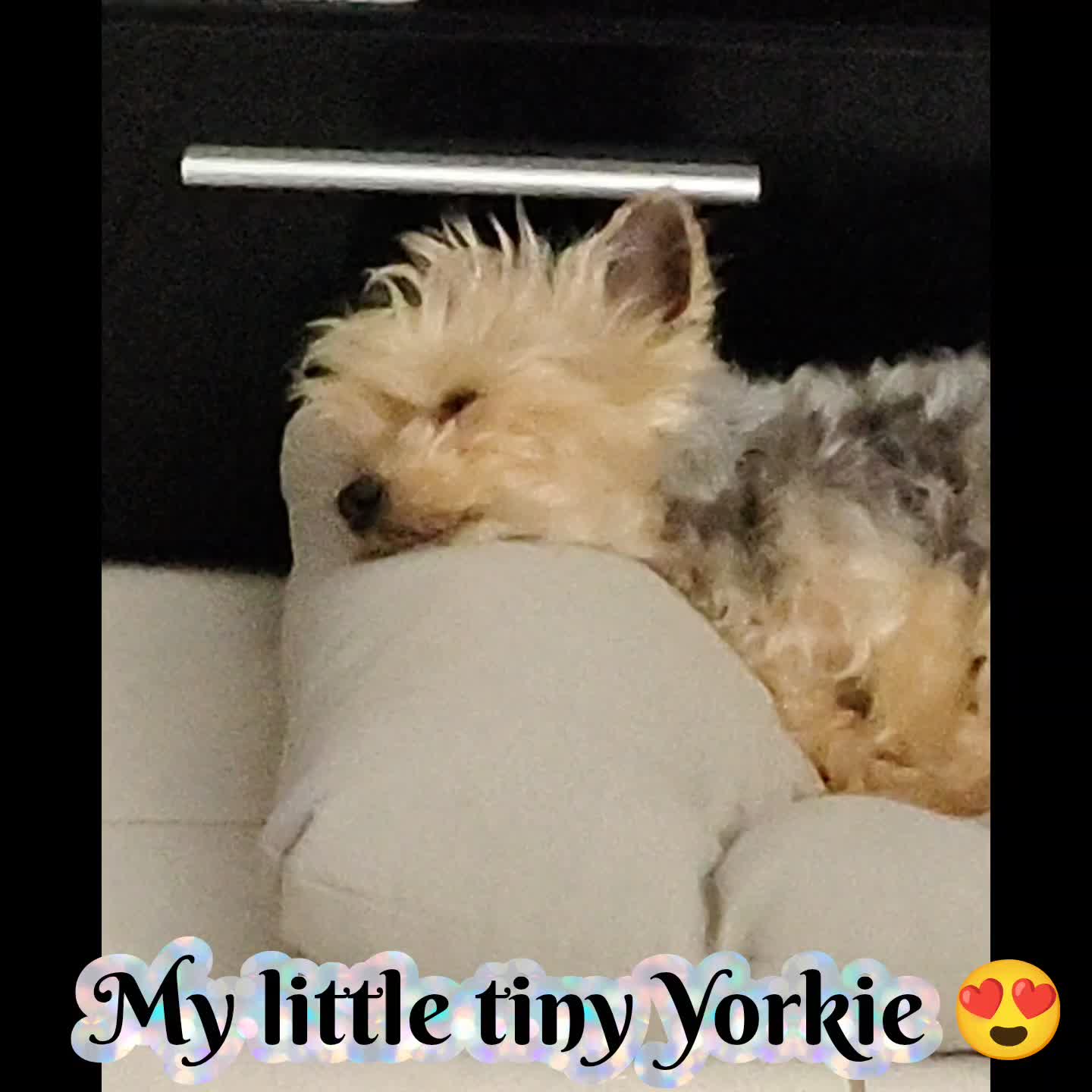 @dogtrainingbymelina