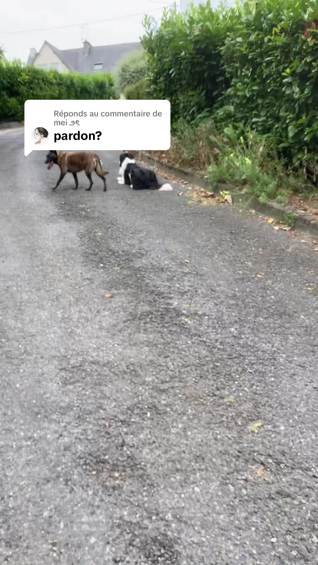 @PacoPacoPaco_le_chien