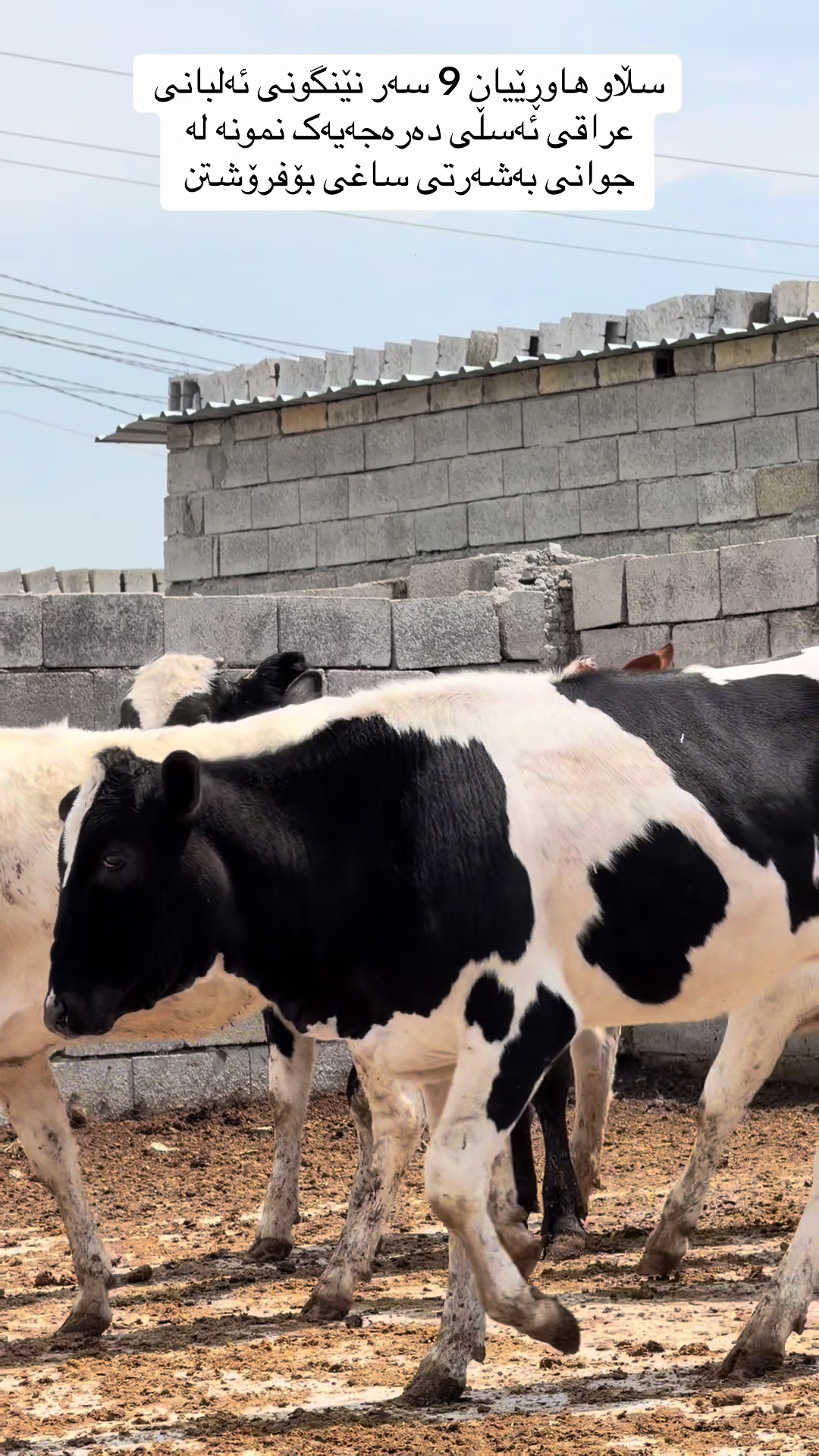 @مەیدانی ئاژەڵانی محمد 🐄🐂