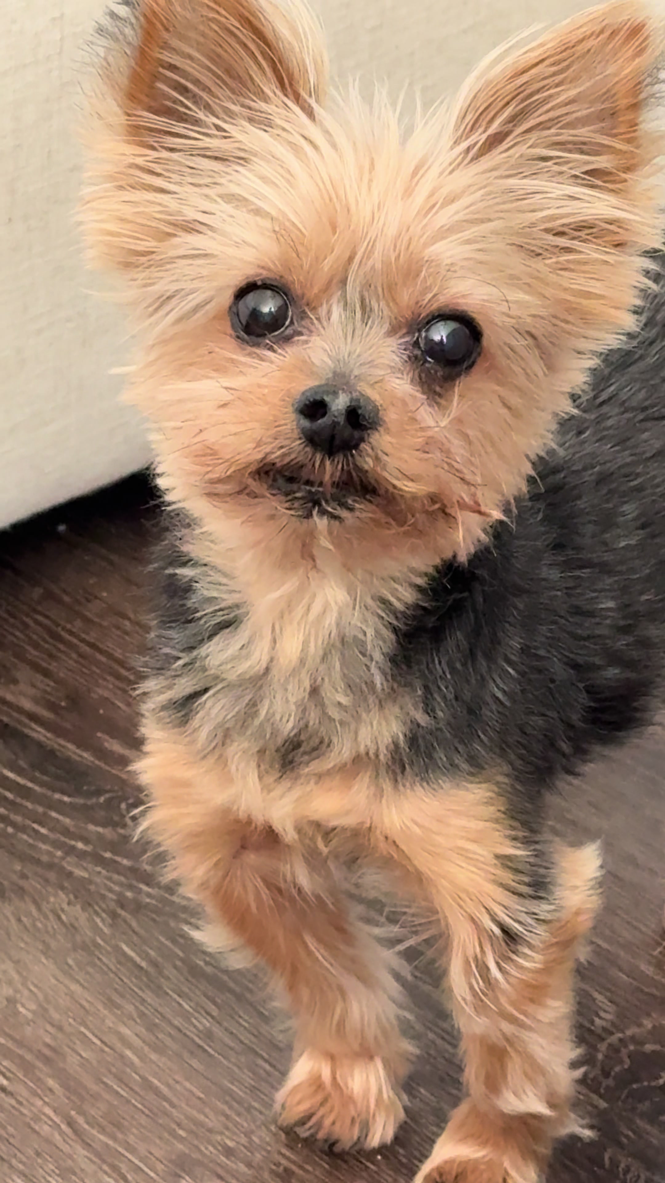 @My_4_Yorkies