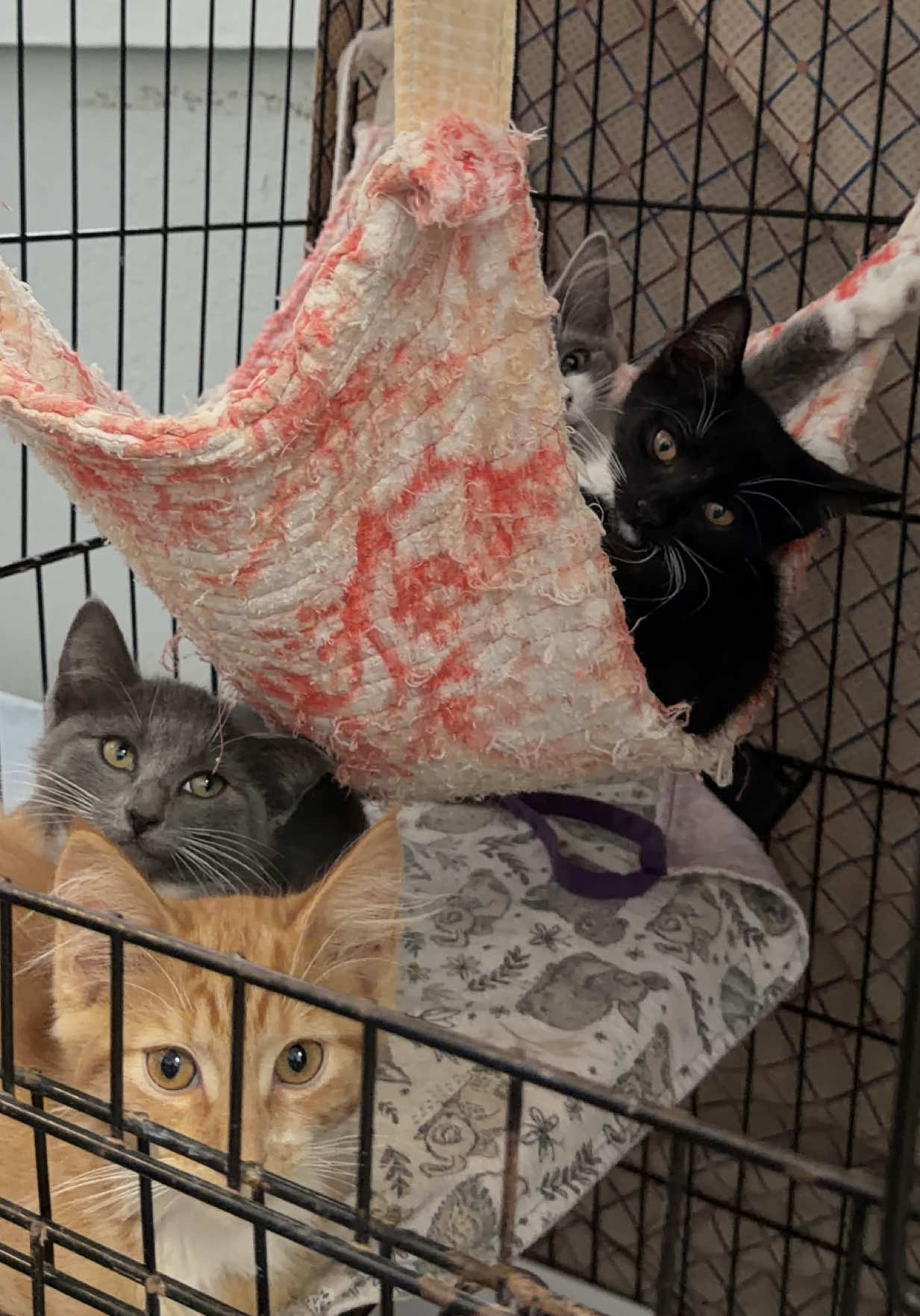 @Kind Keeper Animal Rescue
