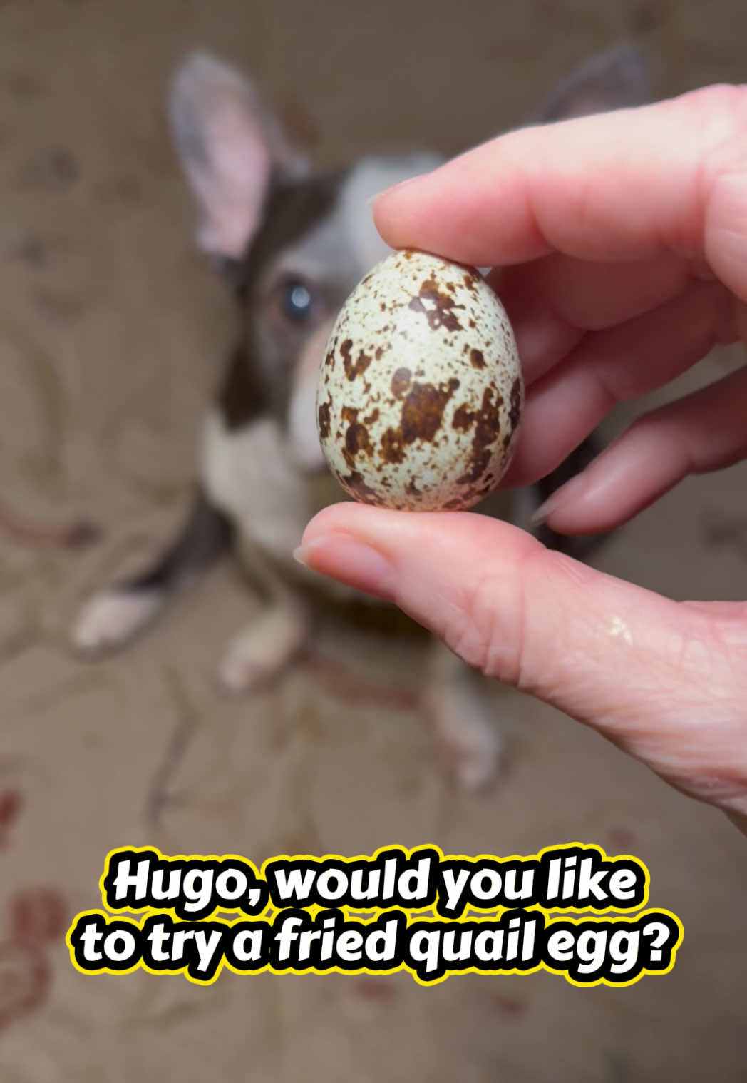 @Hugo_the_Frenchton