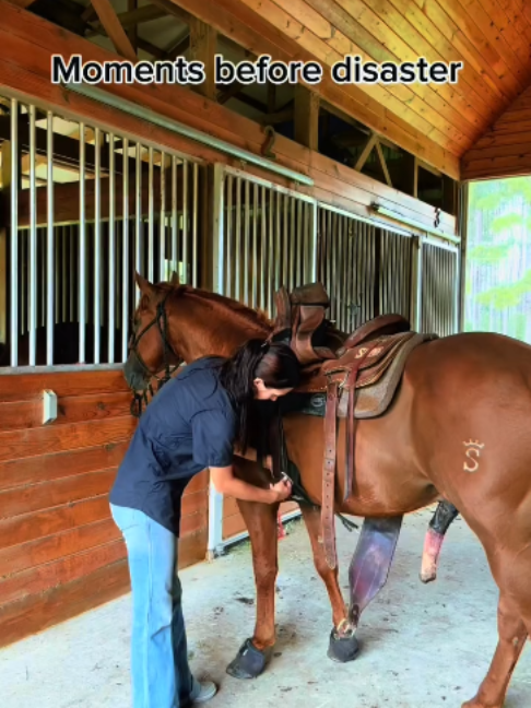 @Horses TikTok