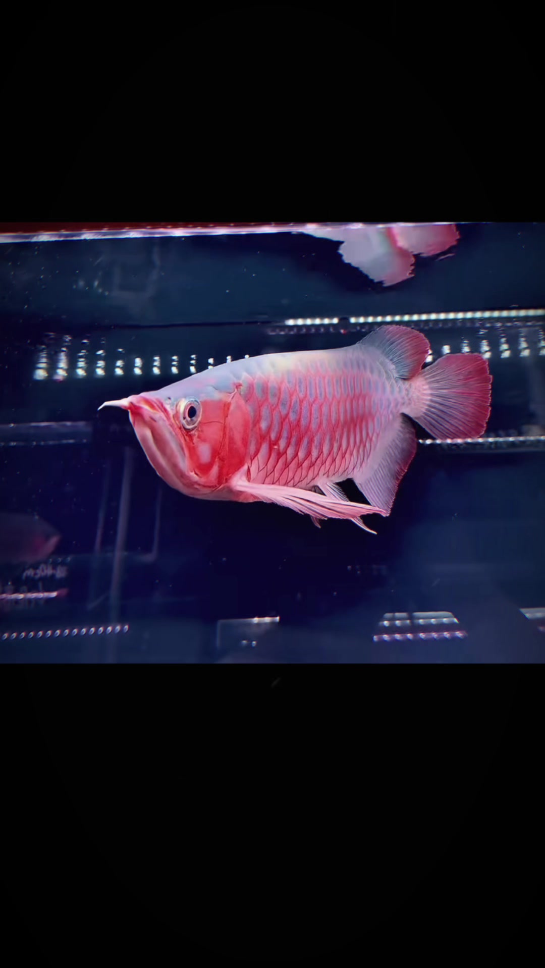 @網上看魚