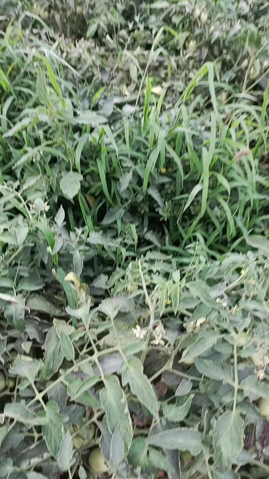 @bdhsecurit