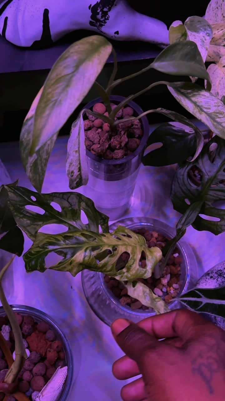 @Plant Deco ATL