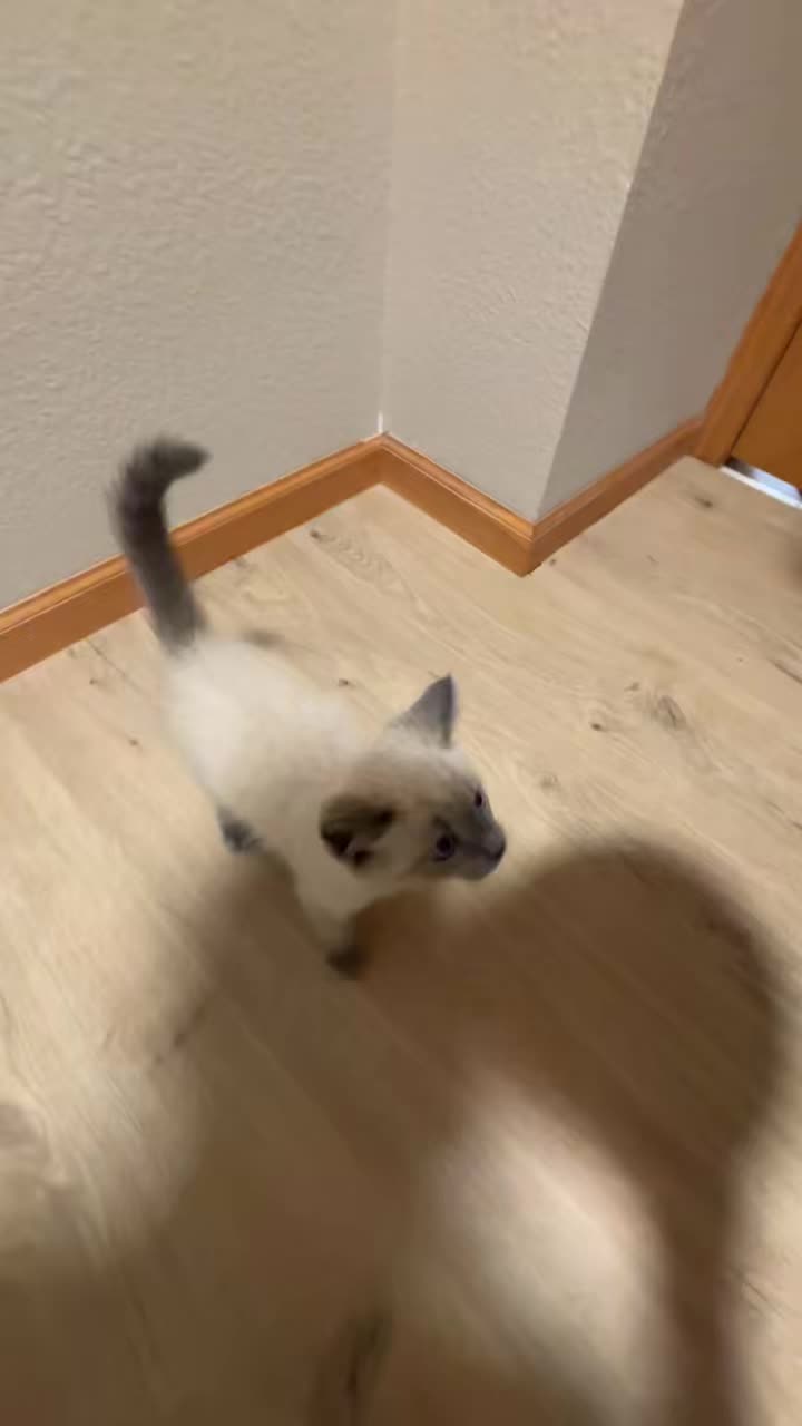 @Smokey the kitty😼