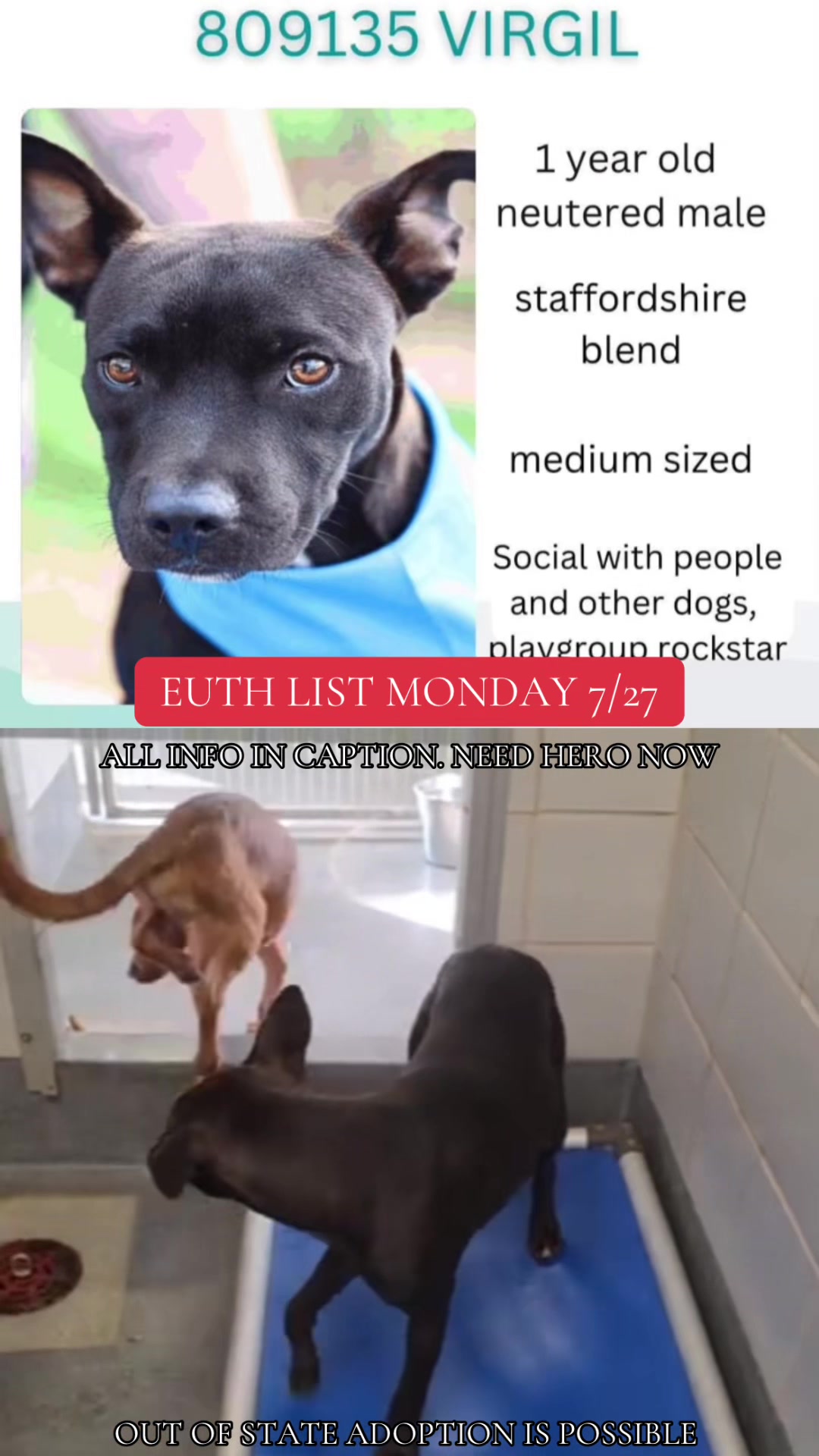 @@rescuedogs911