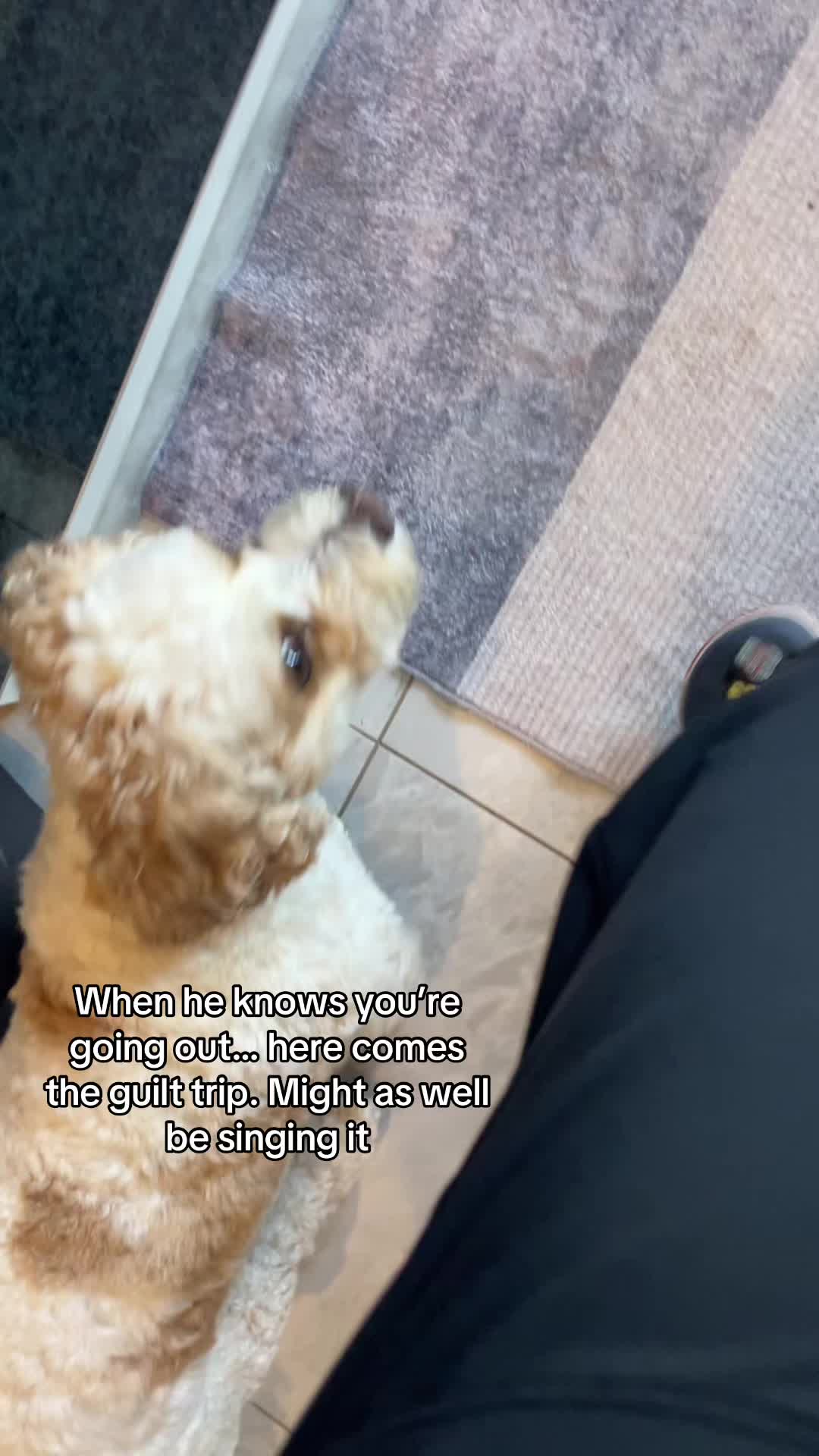 @My Cavachon