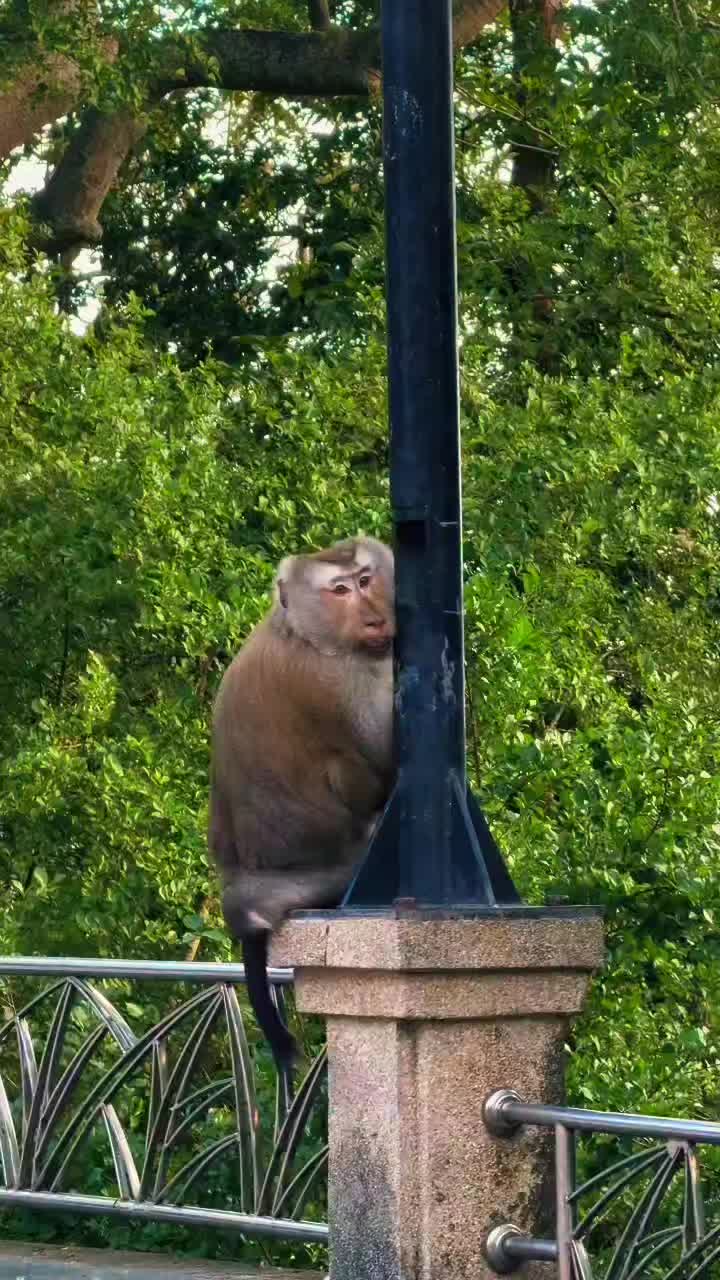 @Monkeyking❤