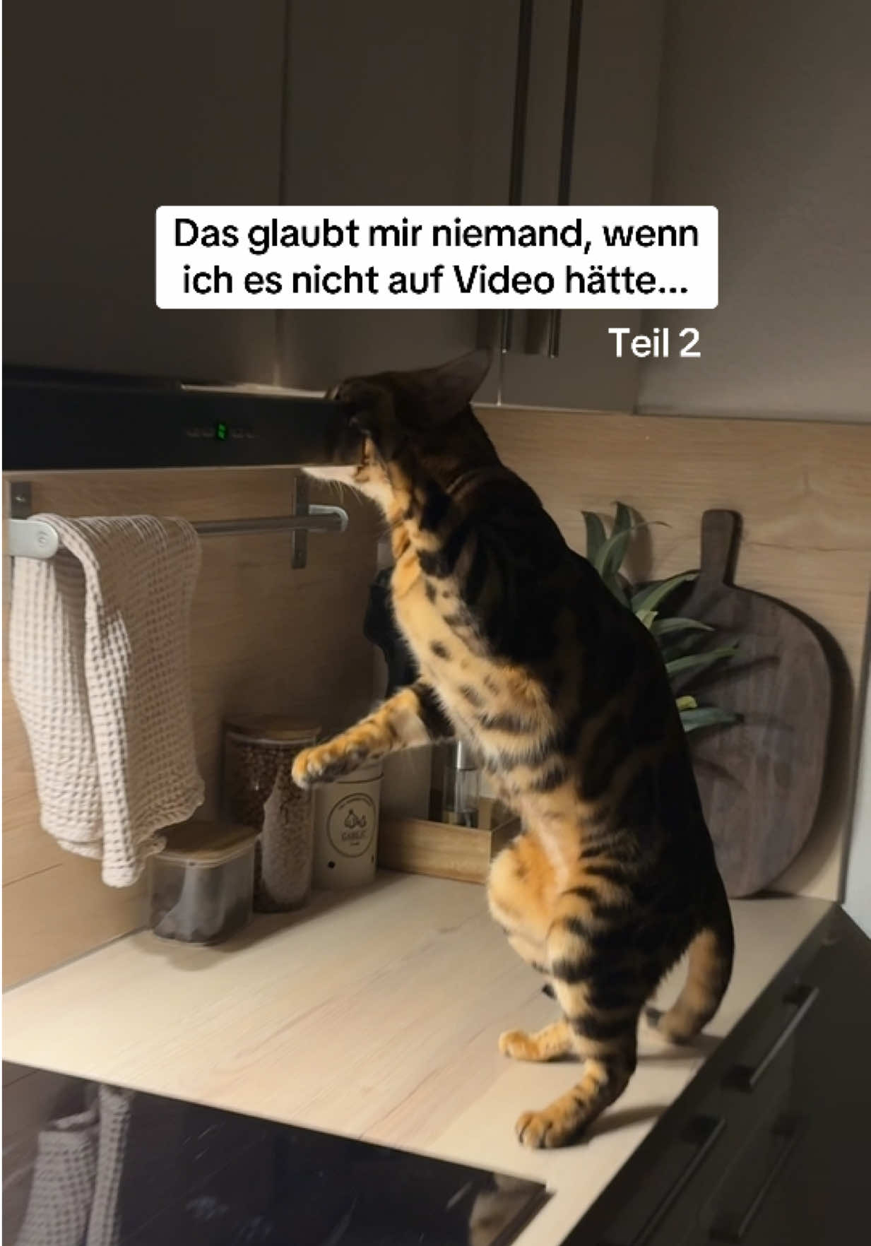 @Cat Mommy 🐆🤎
