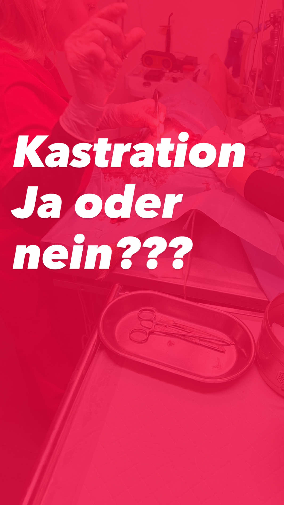 @Antonia | Hundetrainerin