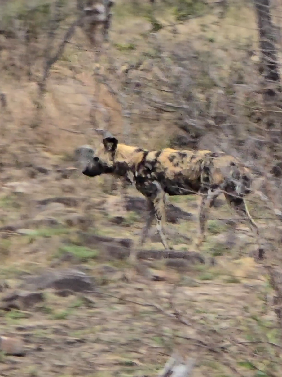 @KPS Safaris and Tours