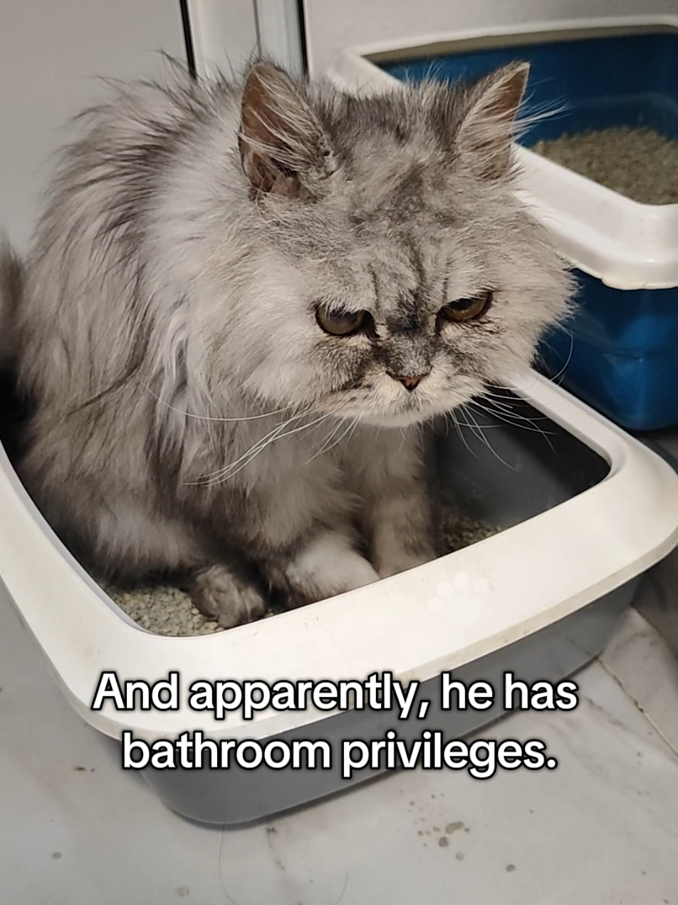 @Fluffy and Pixie