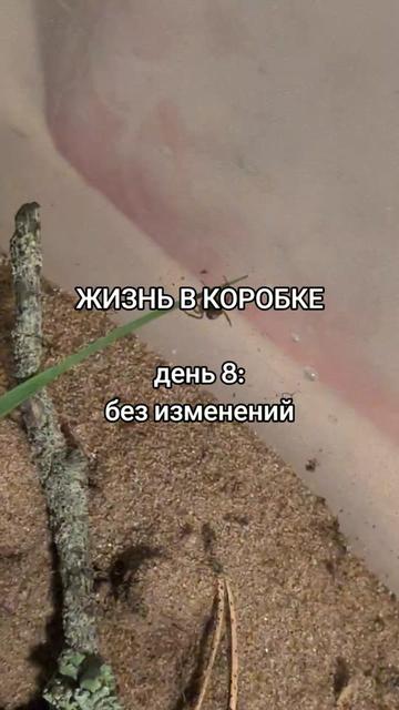 @ЖИЗНЬ В КОРОБКЕ