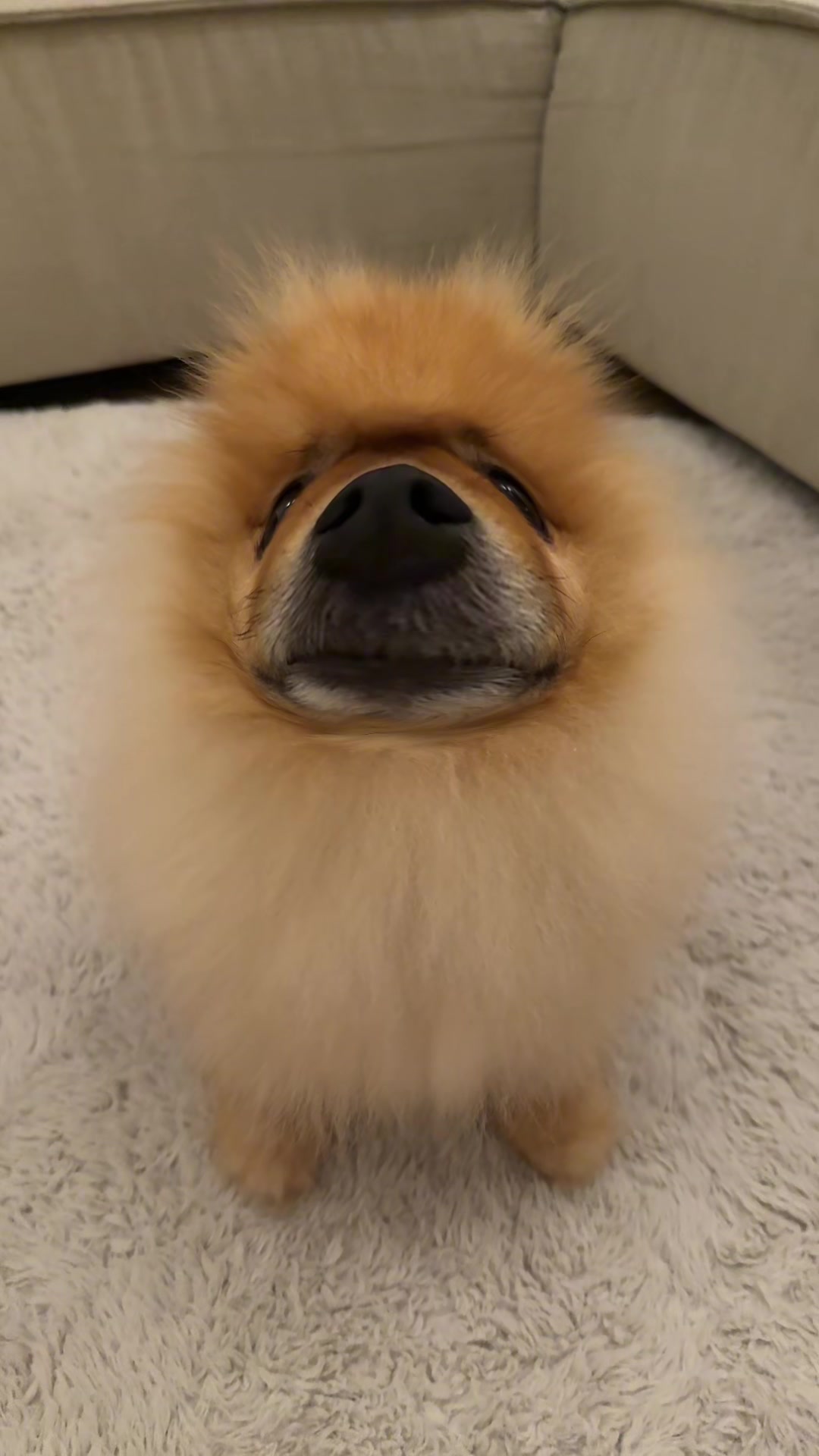 @yoshi.thepom