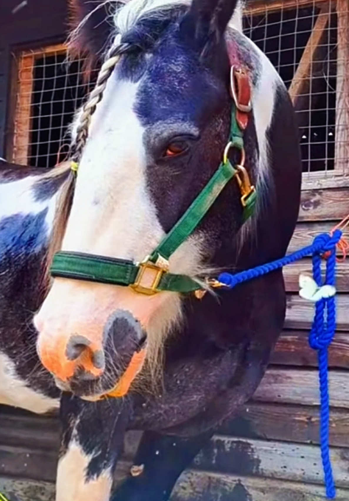 @EarthAngel 🐎