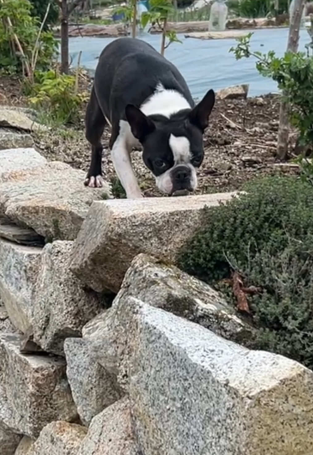 @Pipa 🐾 The Boston