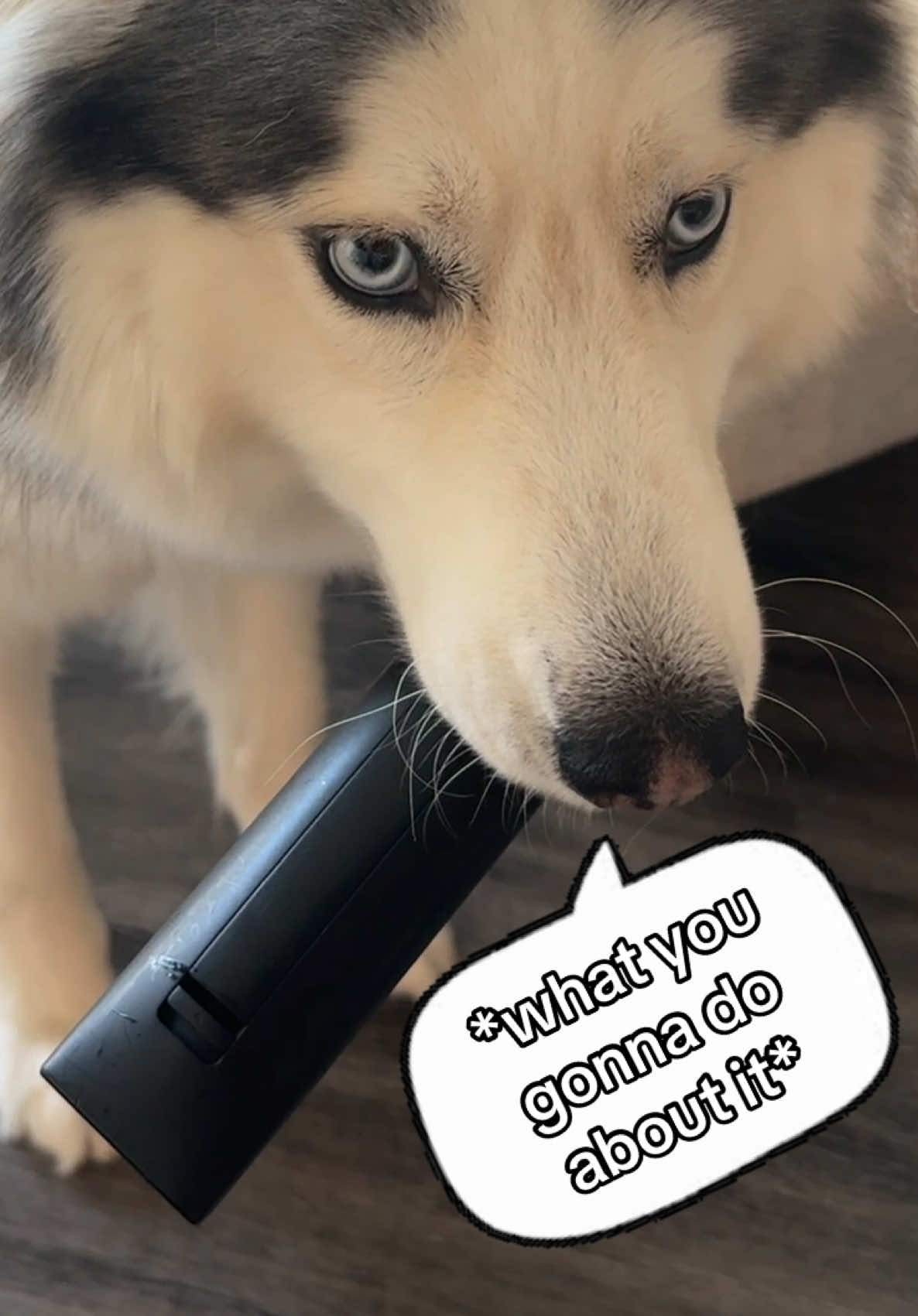 @Winnie & Wookie🐾
