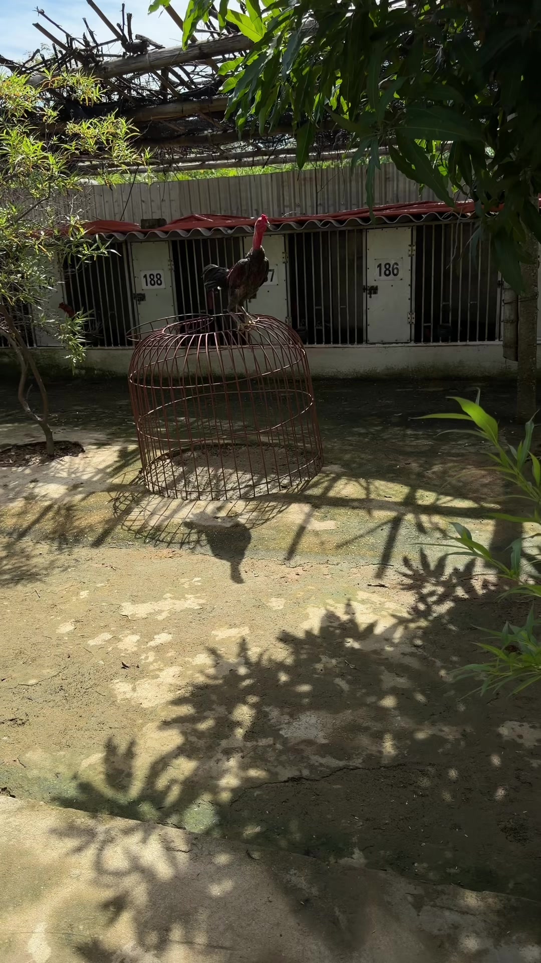@Quốc khánh