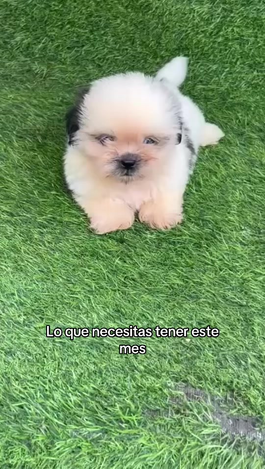 @Dogsr_rd1