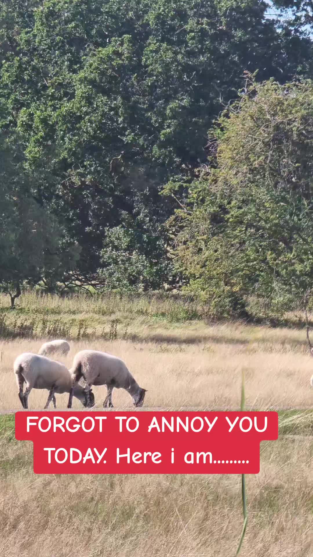 @ukmallu