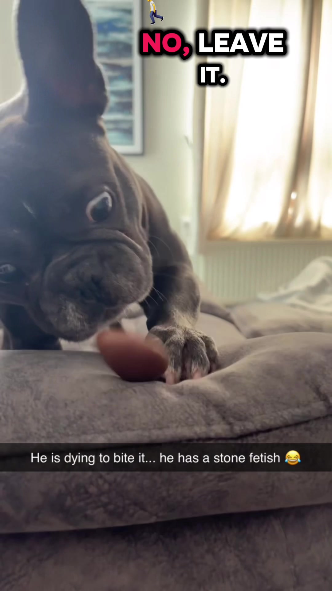 @Gizmo the frenchie & my humans
