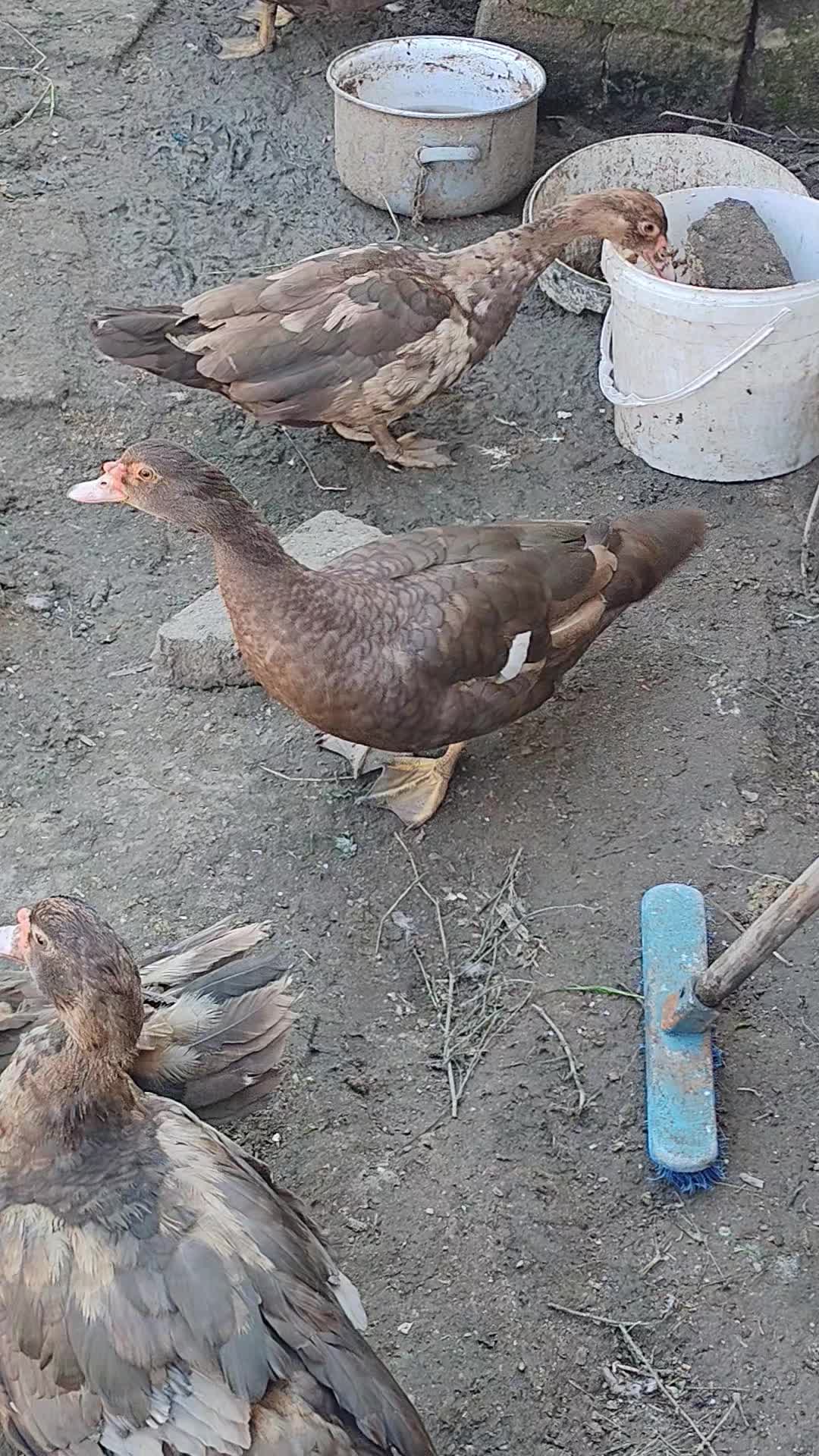 @MAŞTAĞA_QUŞCULUĞ