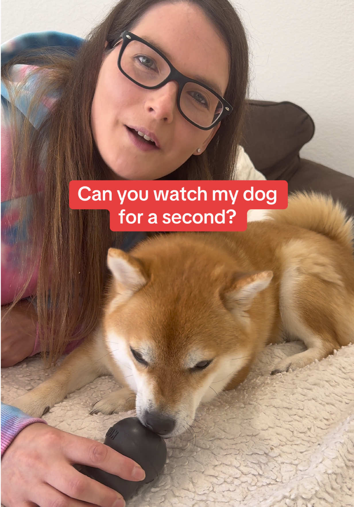 @Flock of Shibas 🐕🐕🐕