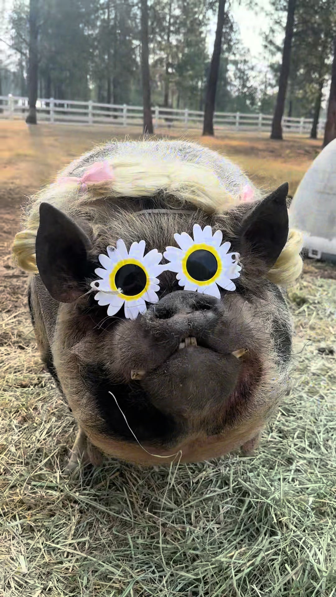 @thewinstonthepig