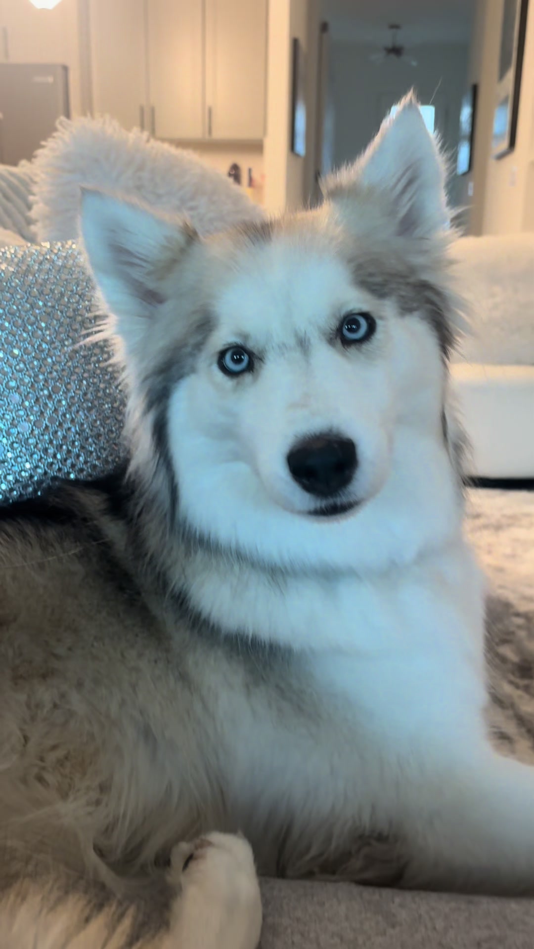 @lifewith2huskies