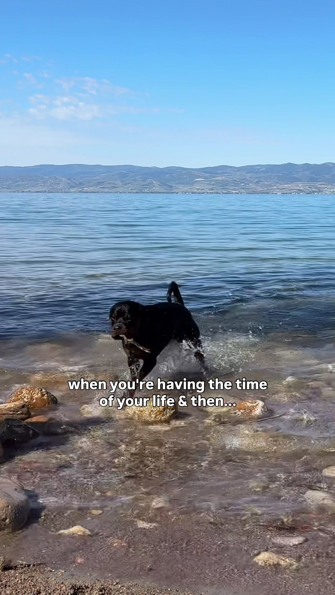 @Rex the Rottweiler