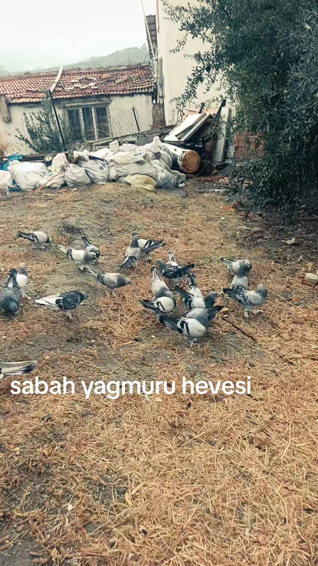 @✌✌&Ouml;ZDEMİR AŞİRETİ✌✌