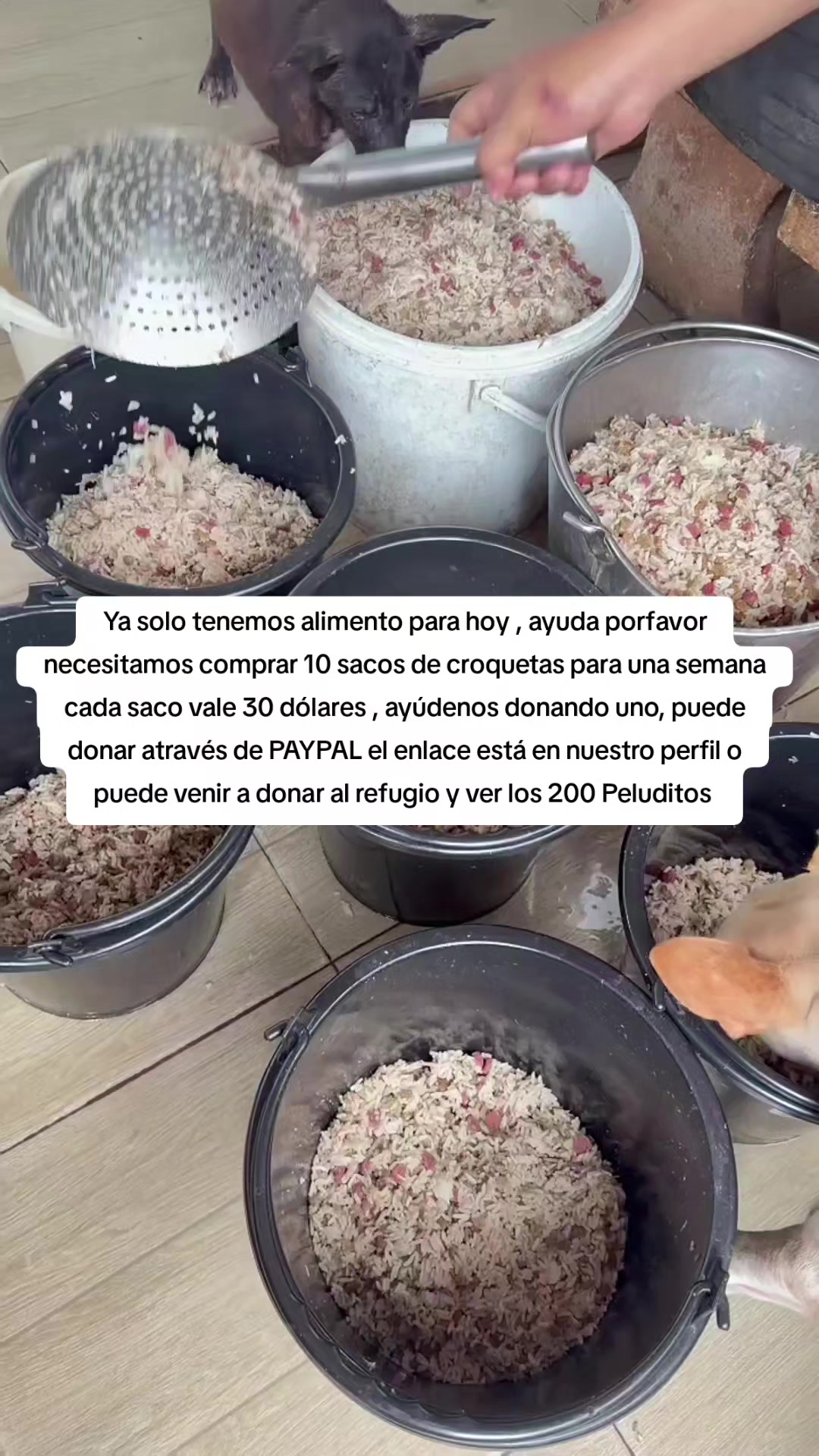 @Asoc. Peluditos