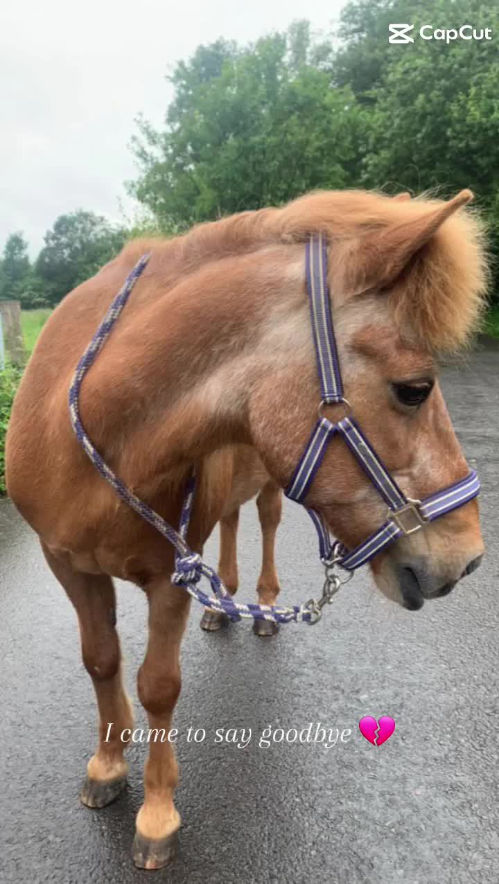 @🐴sophie🐴