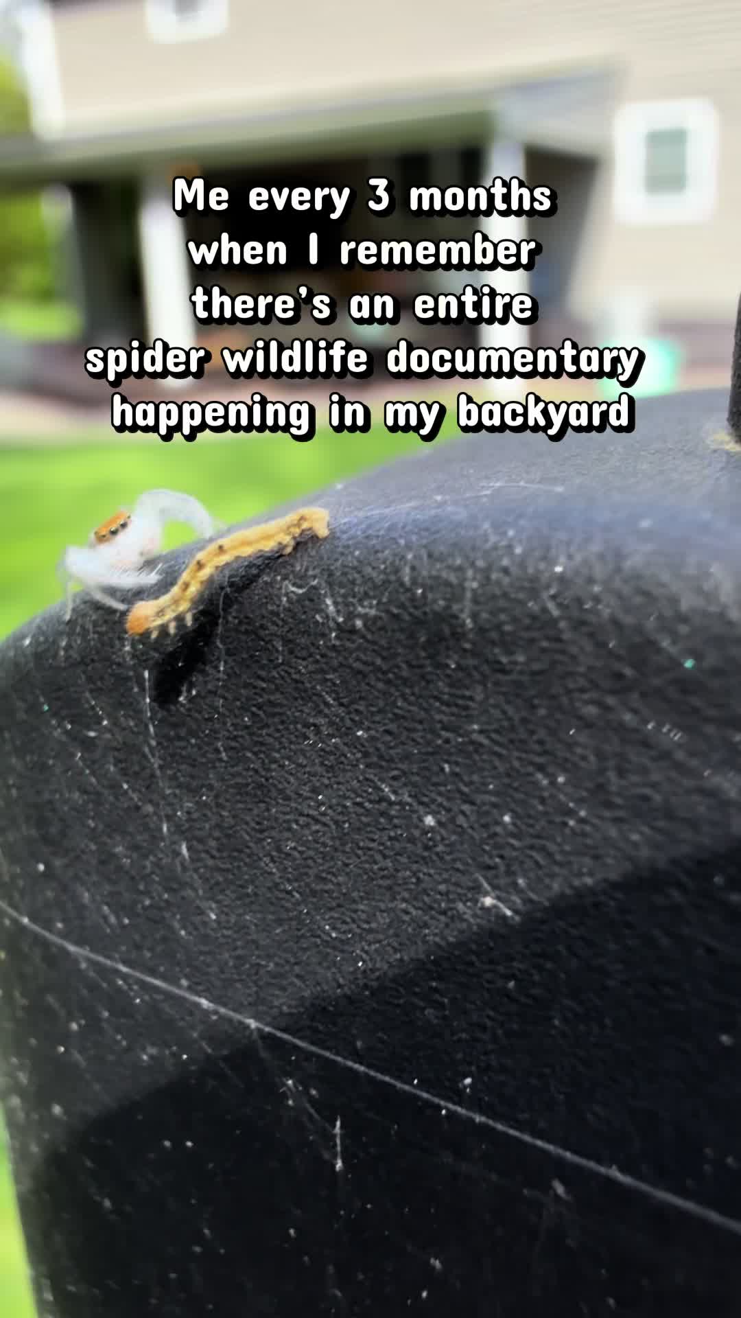 @arachnids