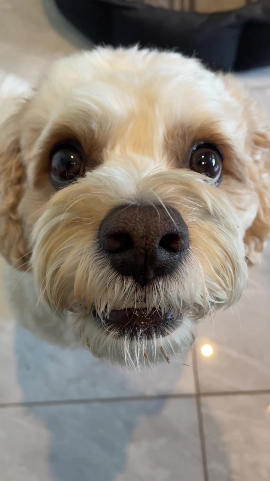 @My Cavachon