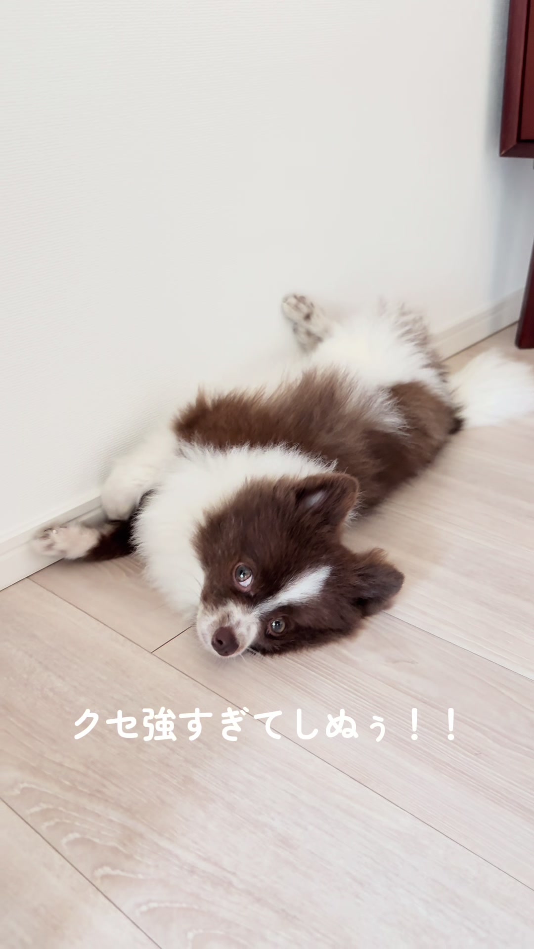 @ぽてたぬブラザーズ
