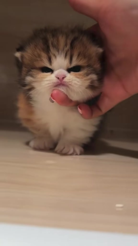 @catbosssss