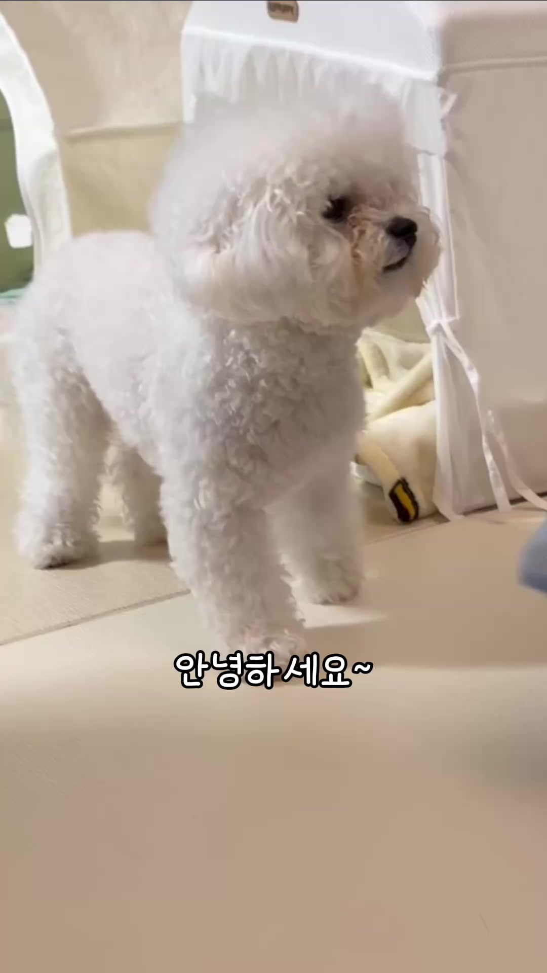 @jeju_kiki
