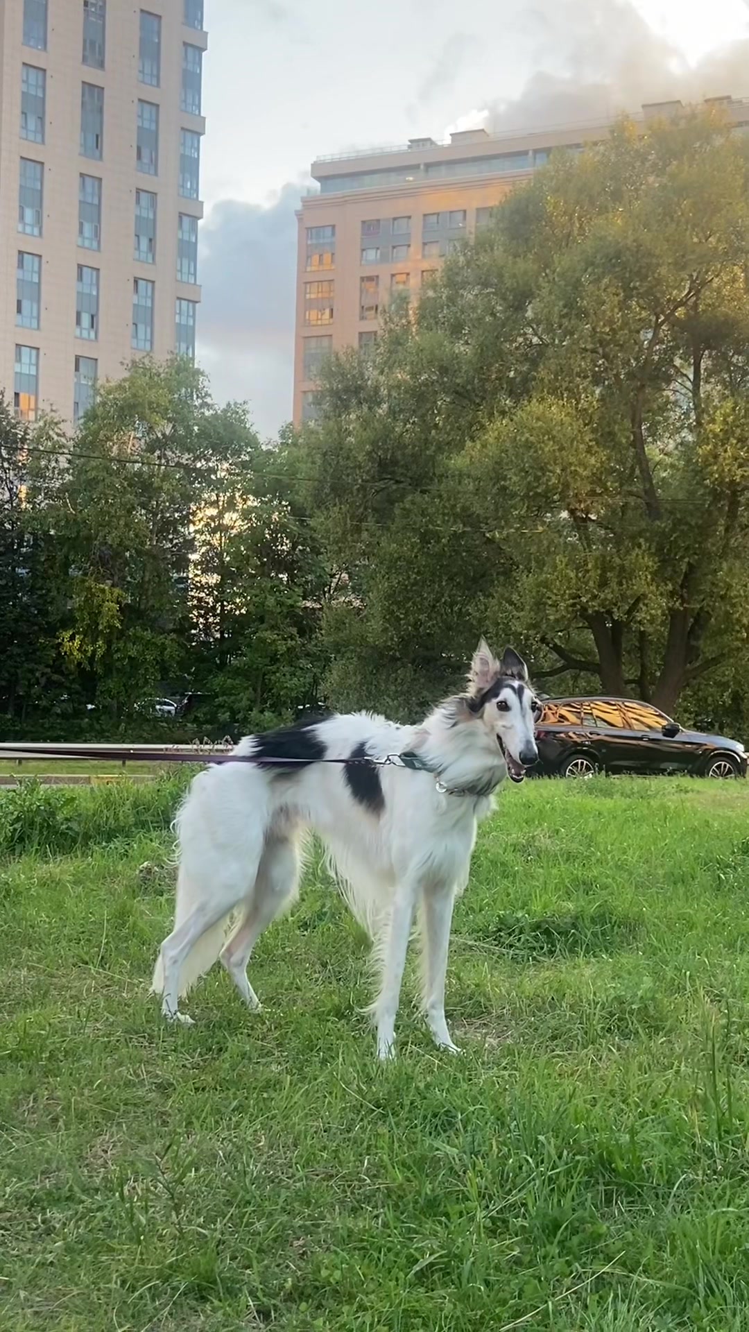 @пернатая