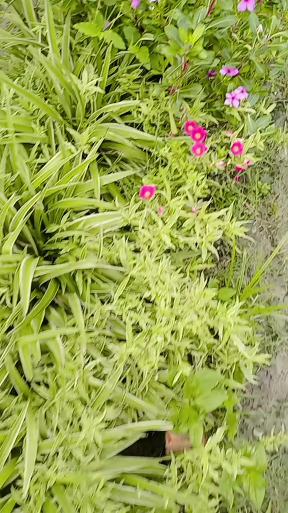 @mr____RJ____tharu