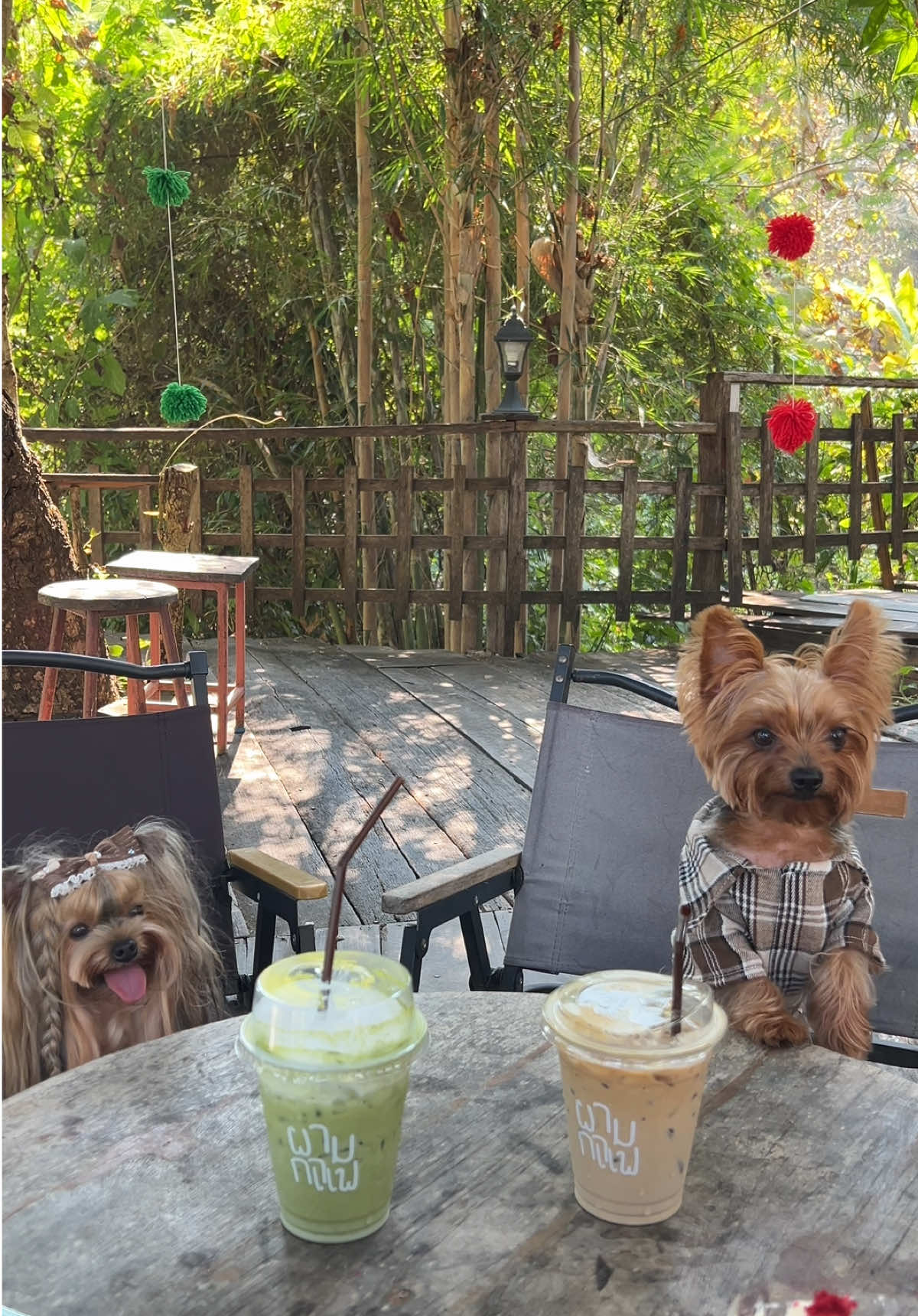 @พี่ขุงขิง & น้องโคโค่ 🐶💕
