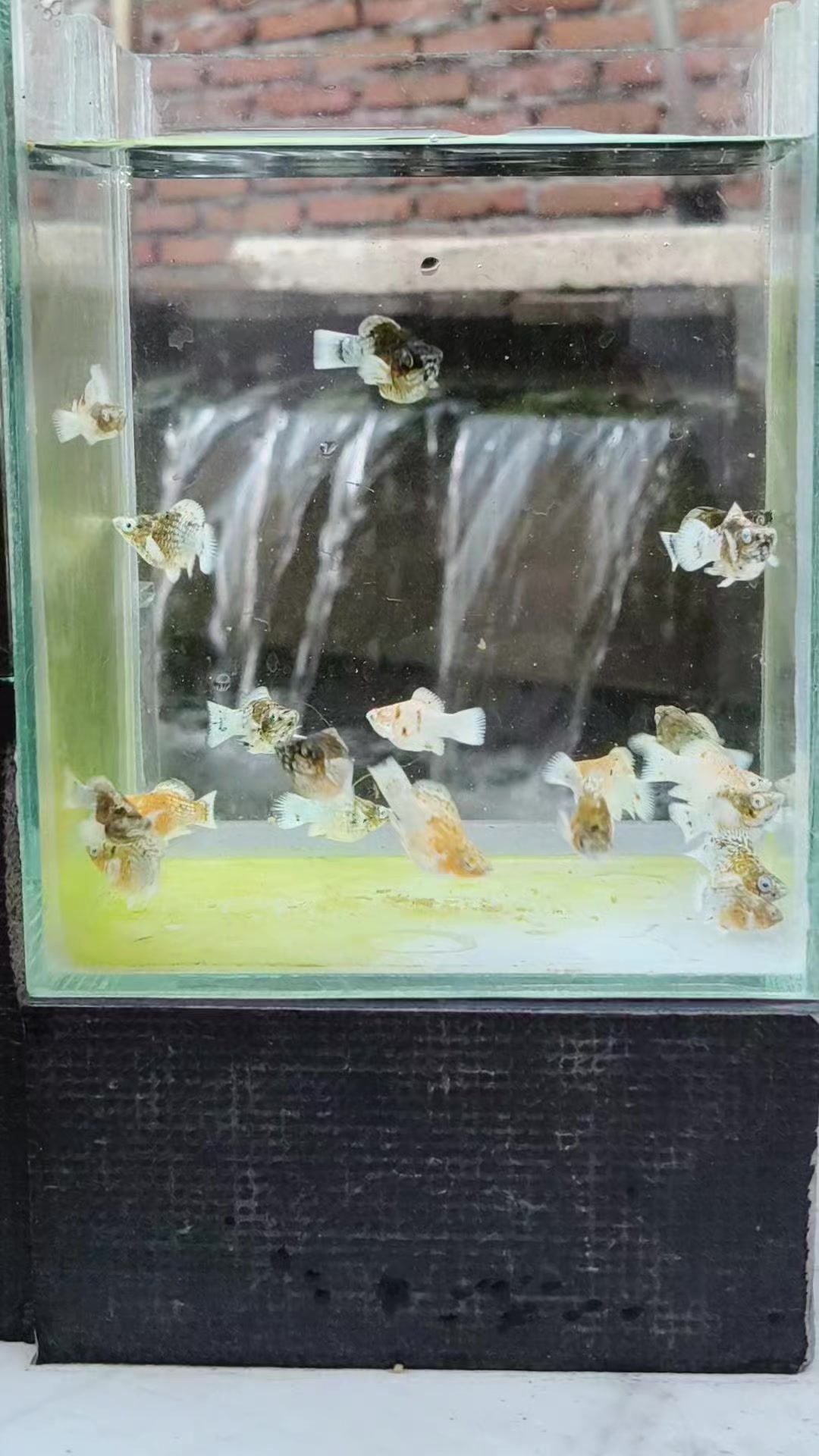 @MULIA AQUATIC