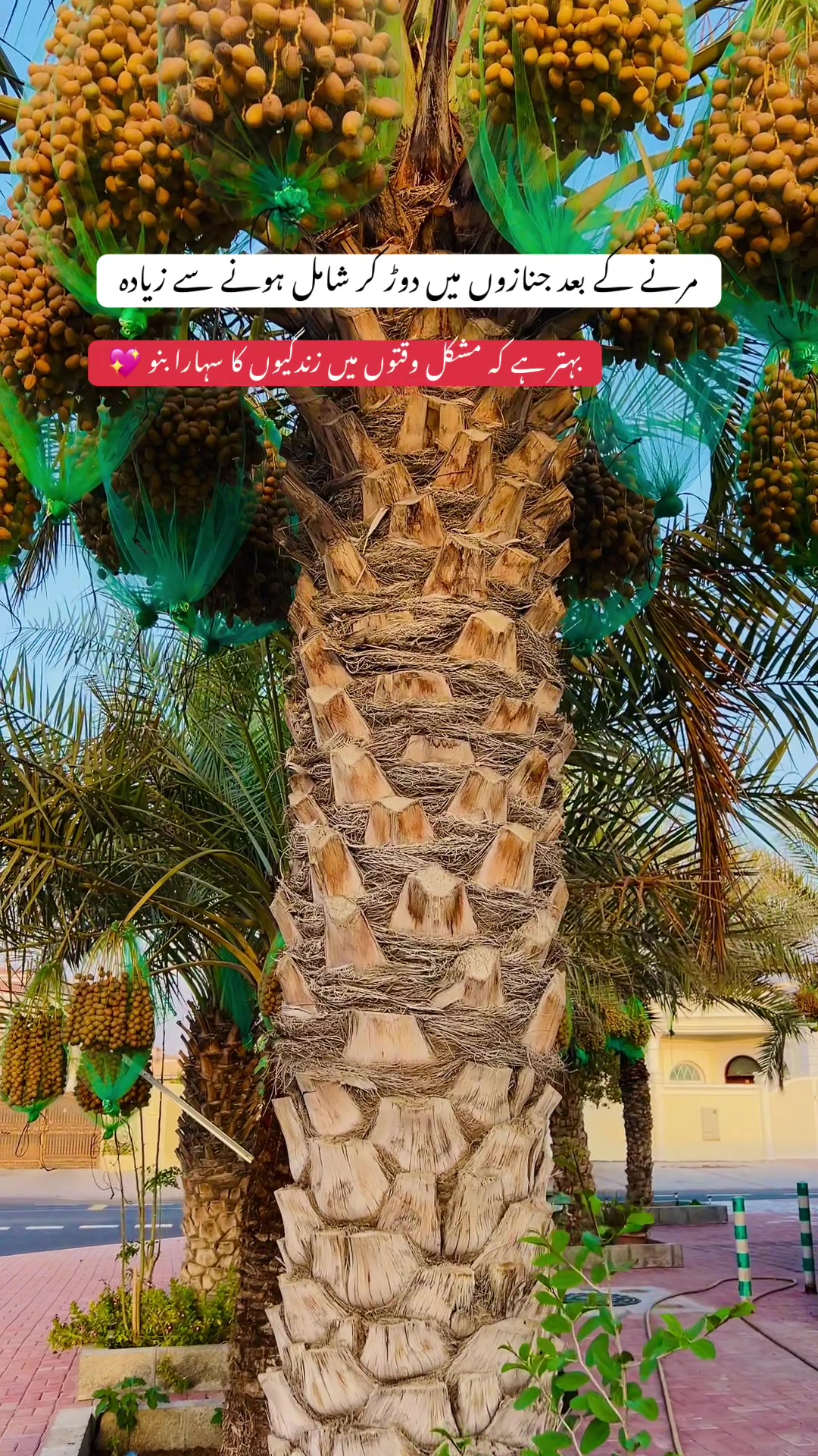 @Ali brand 786 🇵🇰
