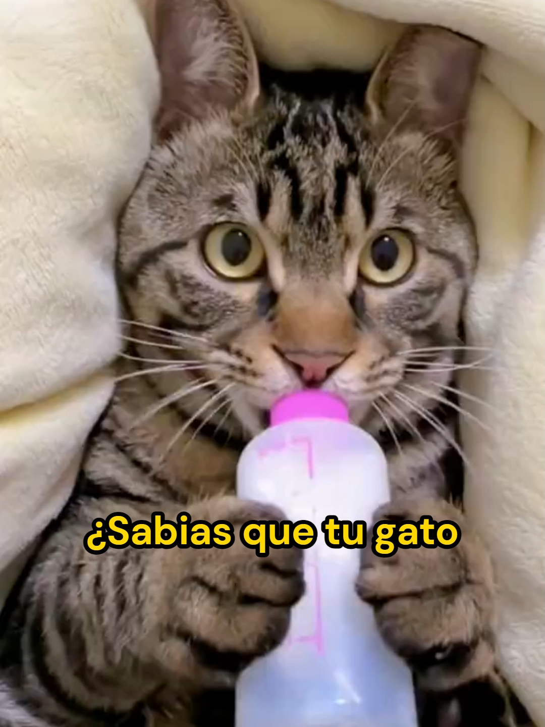 @Mi Mascota Feliz