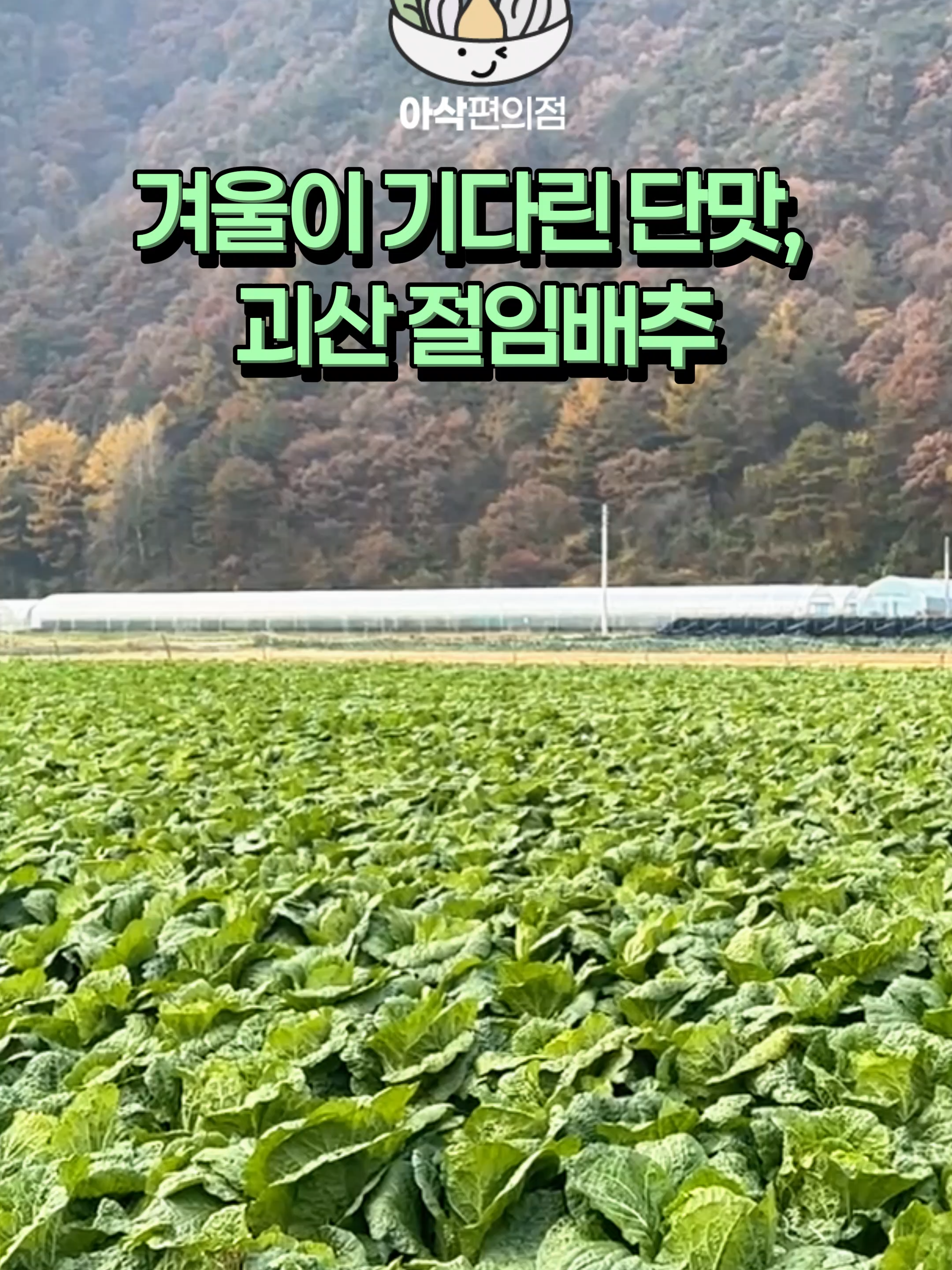 @아삭-괴산절임배추
