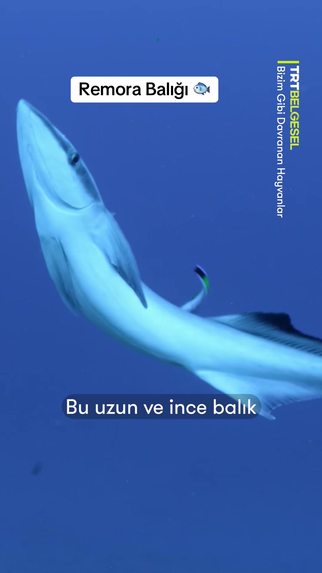 @TRT Belgesel