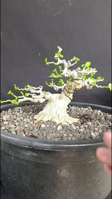 @Yanubonsai